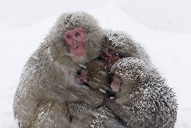 Snow Monkey